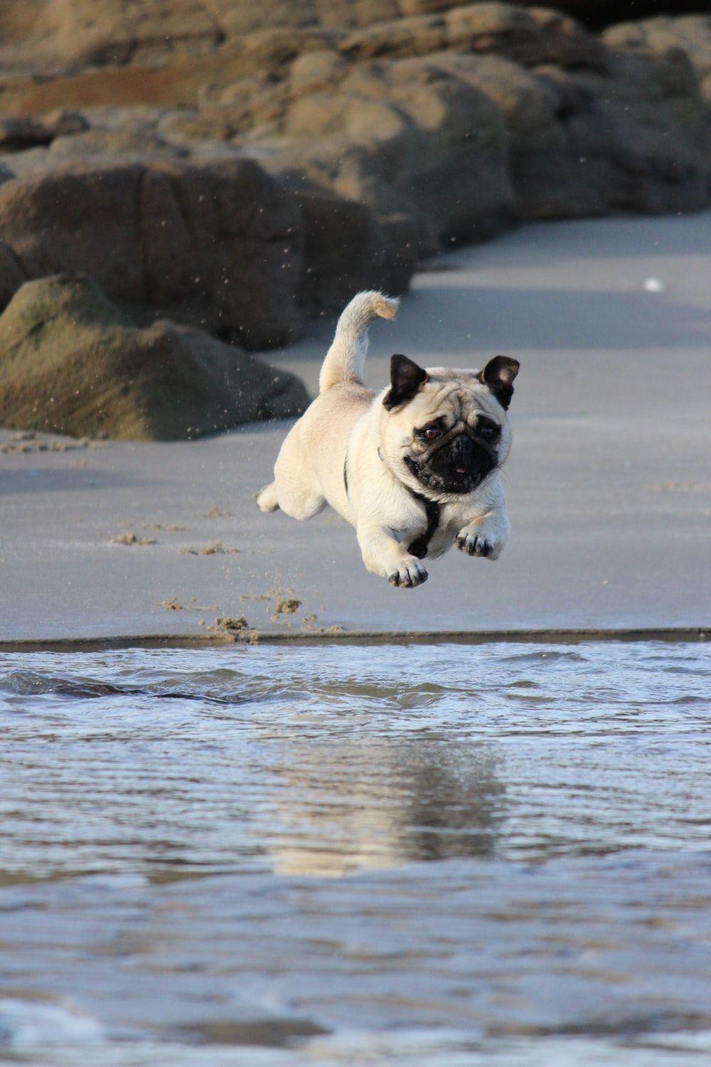 1000x1500 Pug Wallpaper: Free HD Download [HQ]