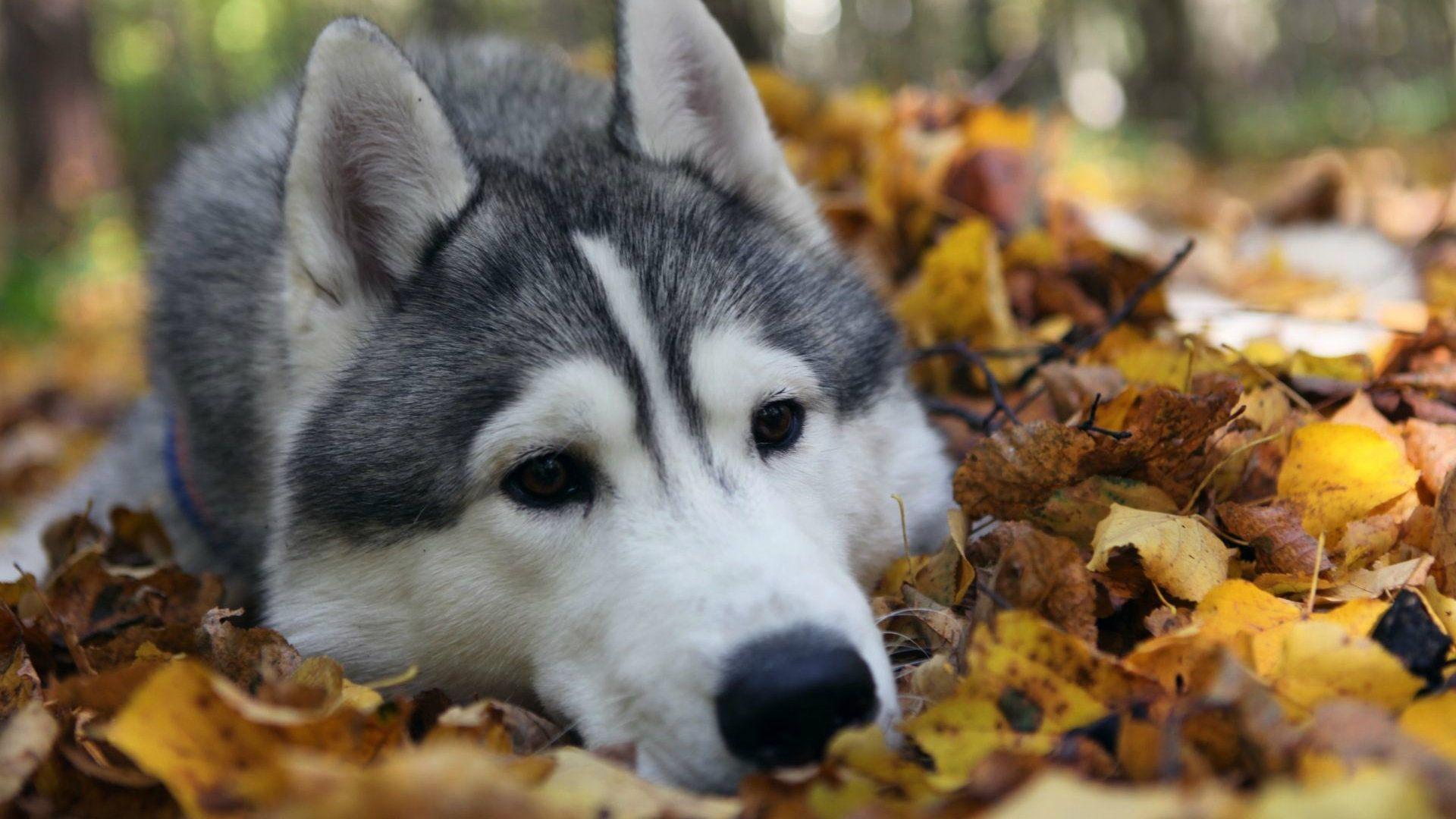 1920x1080 Husky Dog Desktop HD Wallpaper 60688 1920x1080px