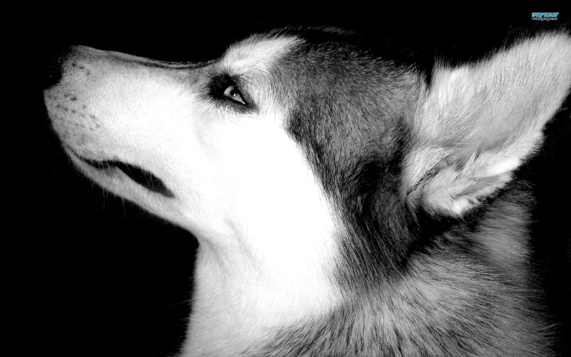 1920x1200 Siberian Husky Wallpaper