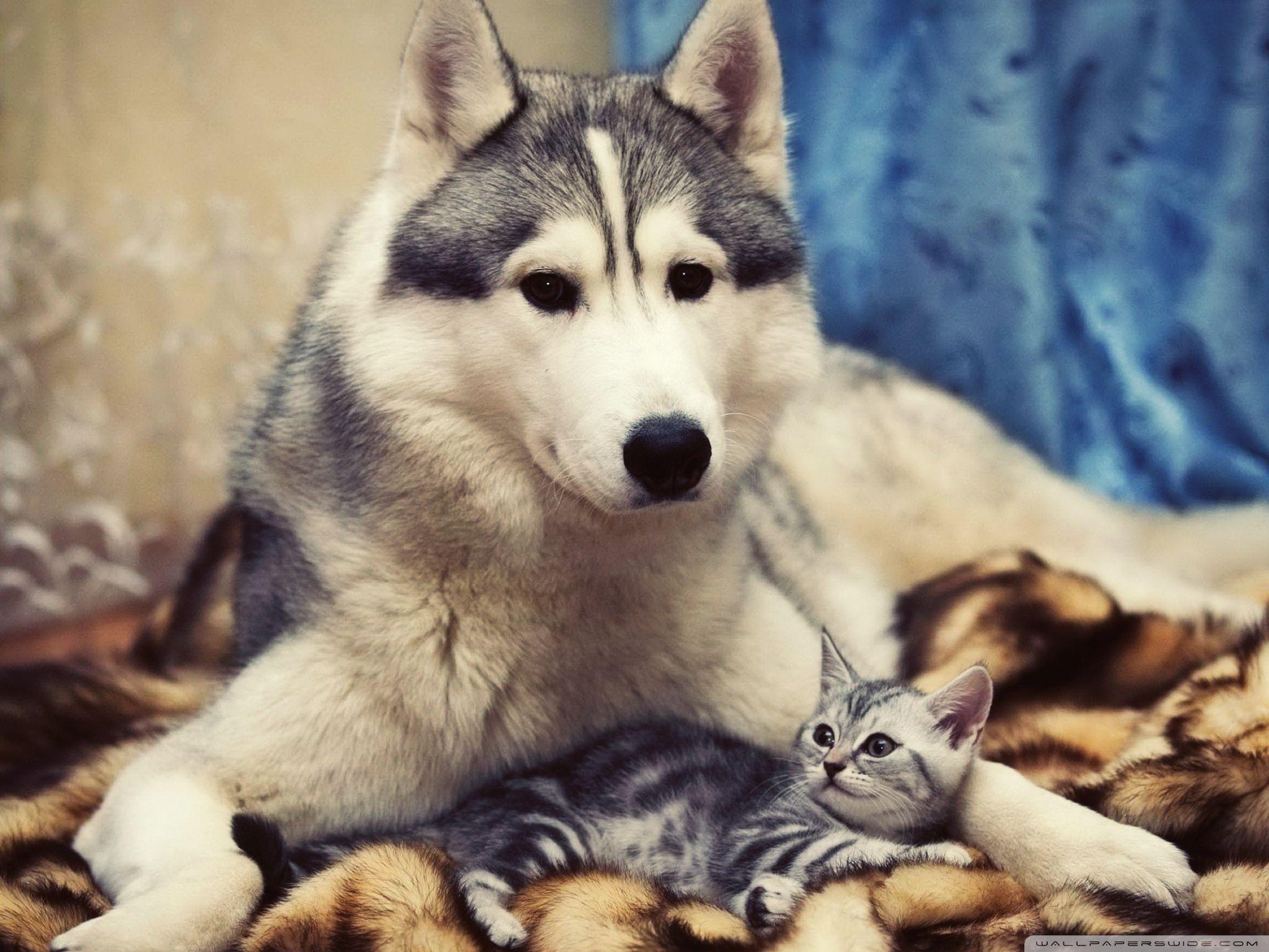 2048x1536 Husky Dog ❤ 4K HD Desktop Wallpaper for • Tablet • Smartphone