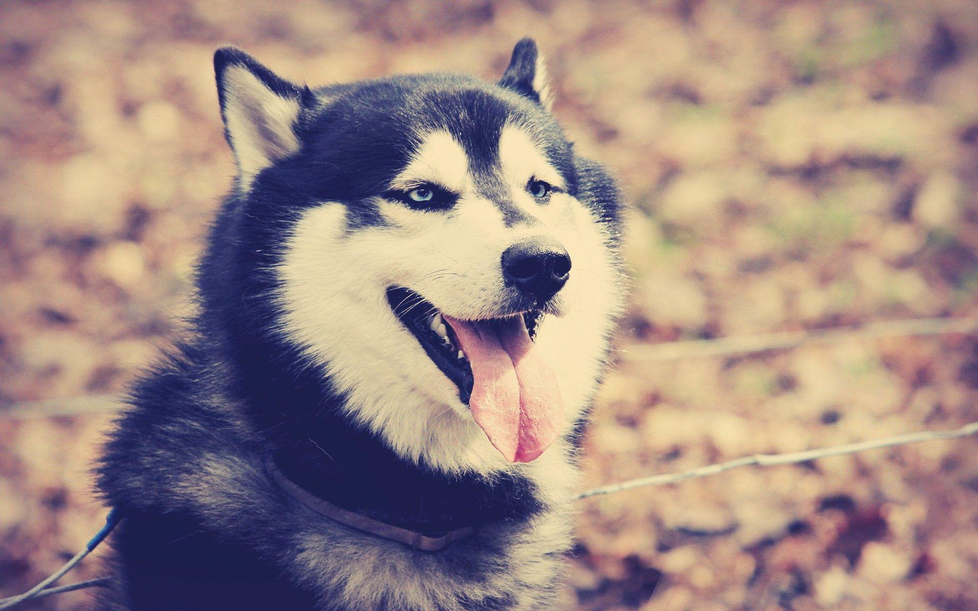 1920x1200 Desktop HD Husky Dogs Pics