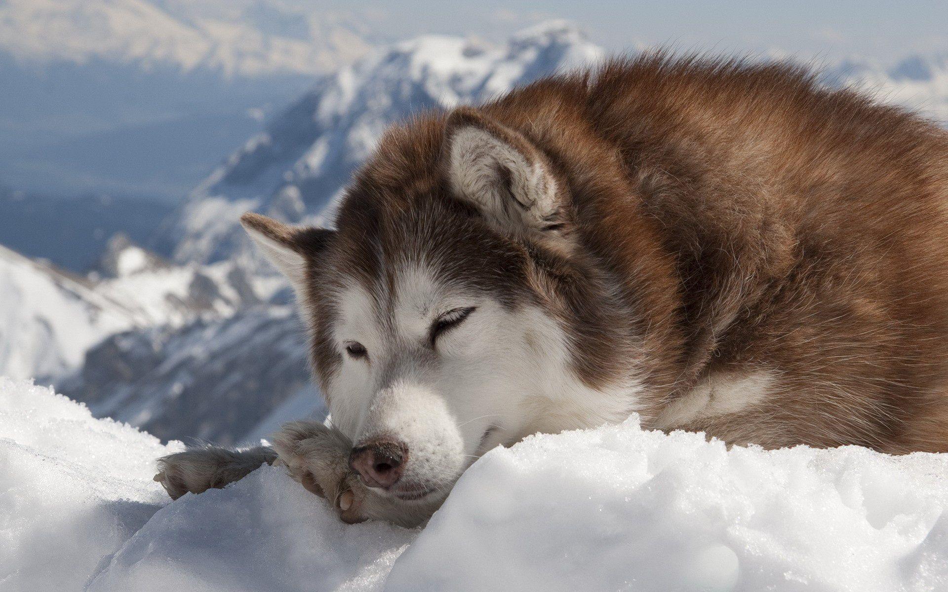 1920x1200 Siberian husky wallpaper. Wallpaper Wide HD