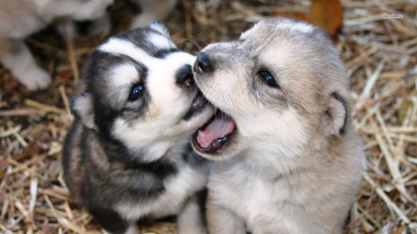 1366x768 Husky Puppy Background 16 Desktop Background
