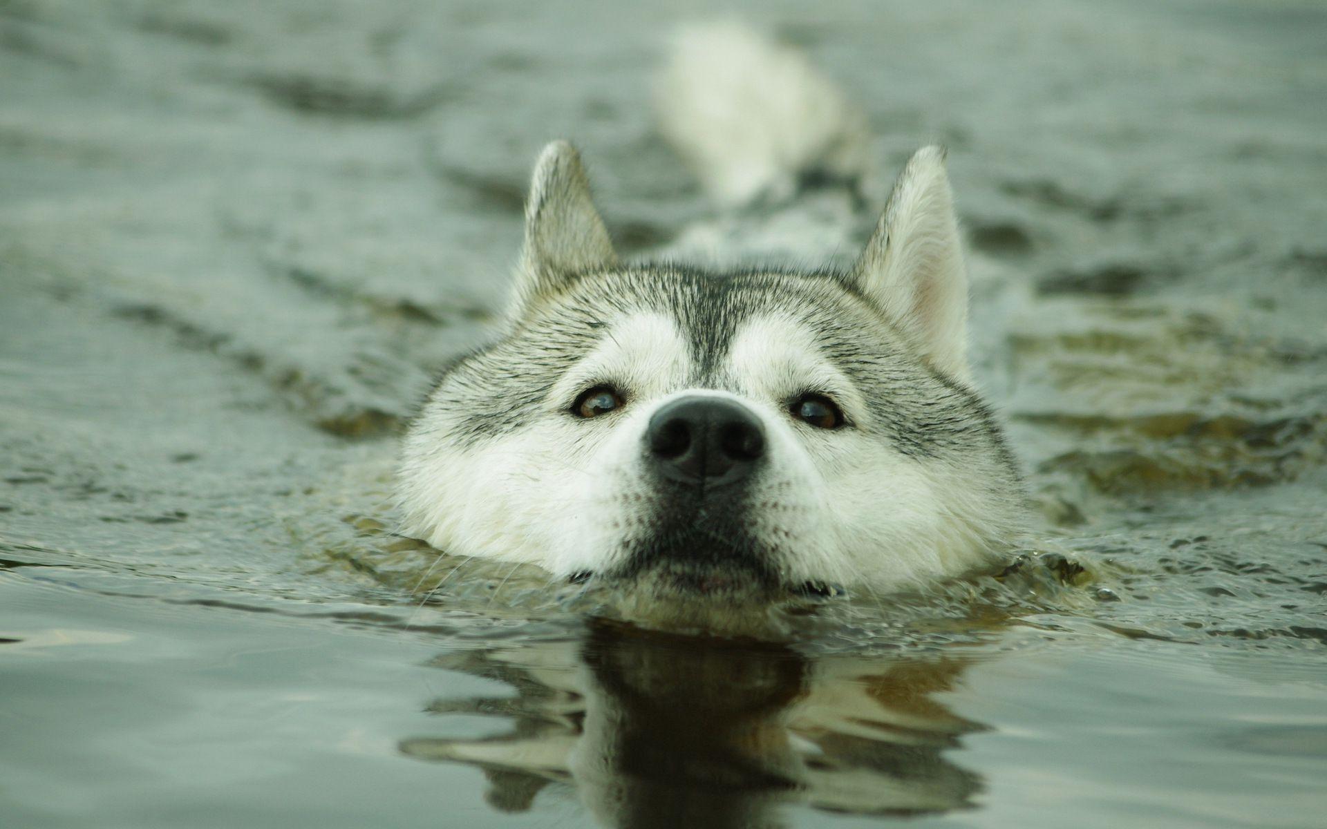 1920x1200 Animals: Swimming Husky Dog Swim Desktop Wallpaper 1920x1200 for HD
