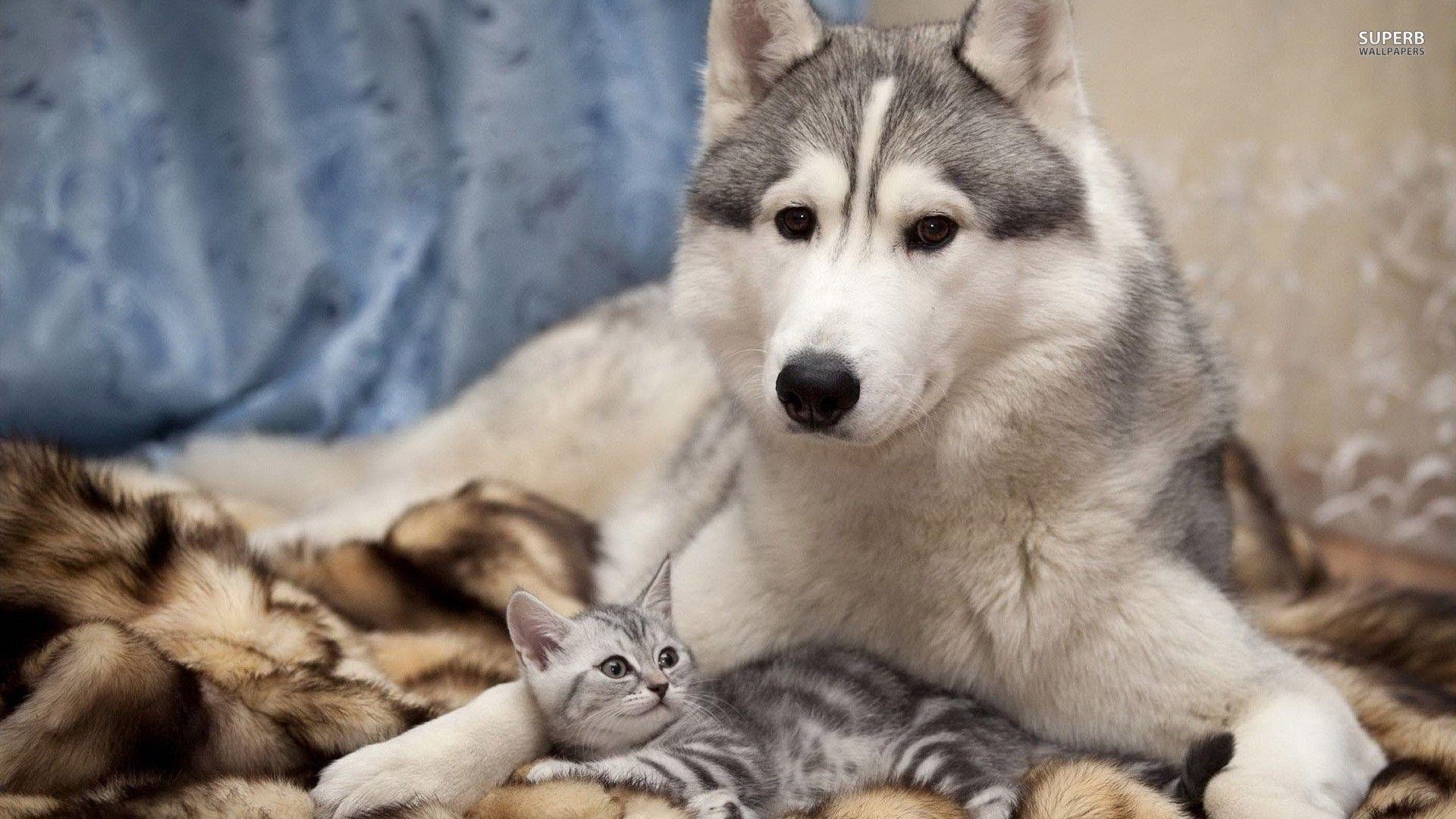 1920x1080 Siberian Husky & Kitten. [Desktop wallpaper 1920x1080]. Animal