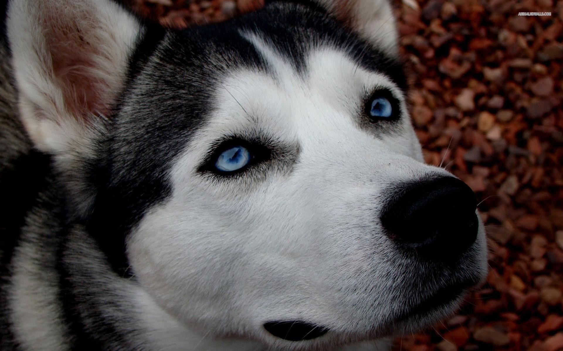 1920x1200 Siberian husky desktop clipart