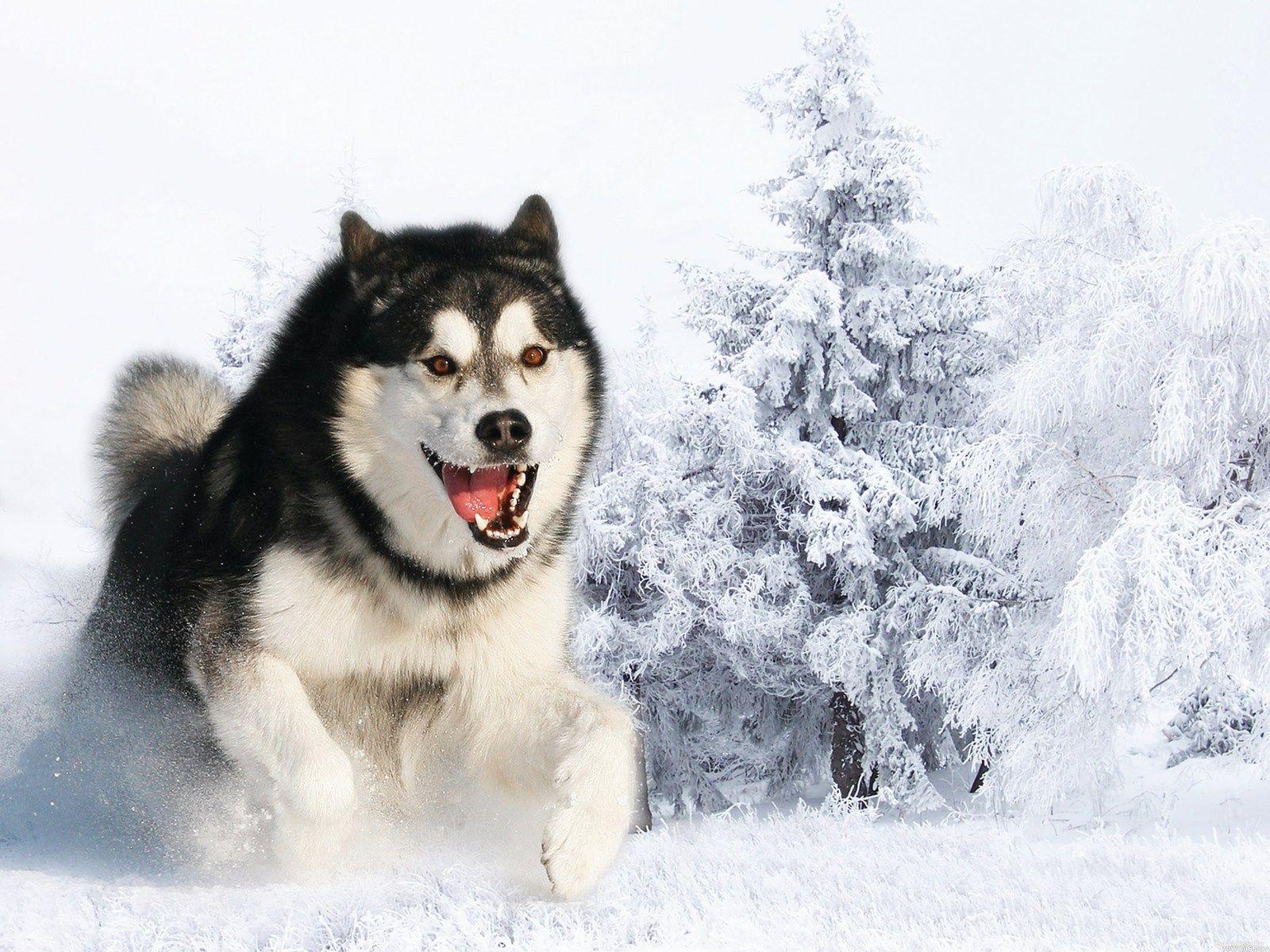 1600x1200 Dog Cool Desktop Wallpaper
