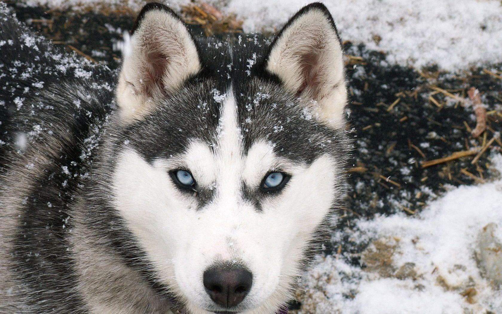 1680x1050 Siberian Husky 1920x1080 Wallpaper #b8599d778268