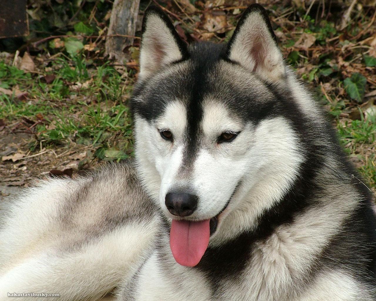 1280x1024 desktop background husky. desktop wallpaper husky siberian
