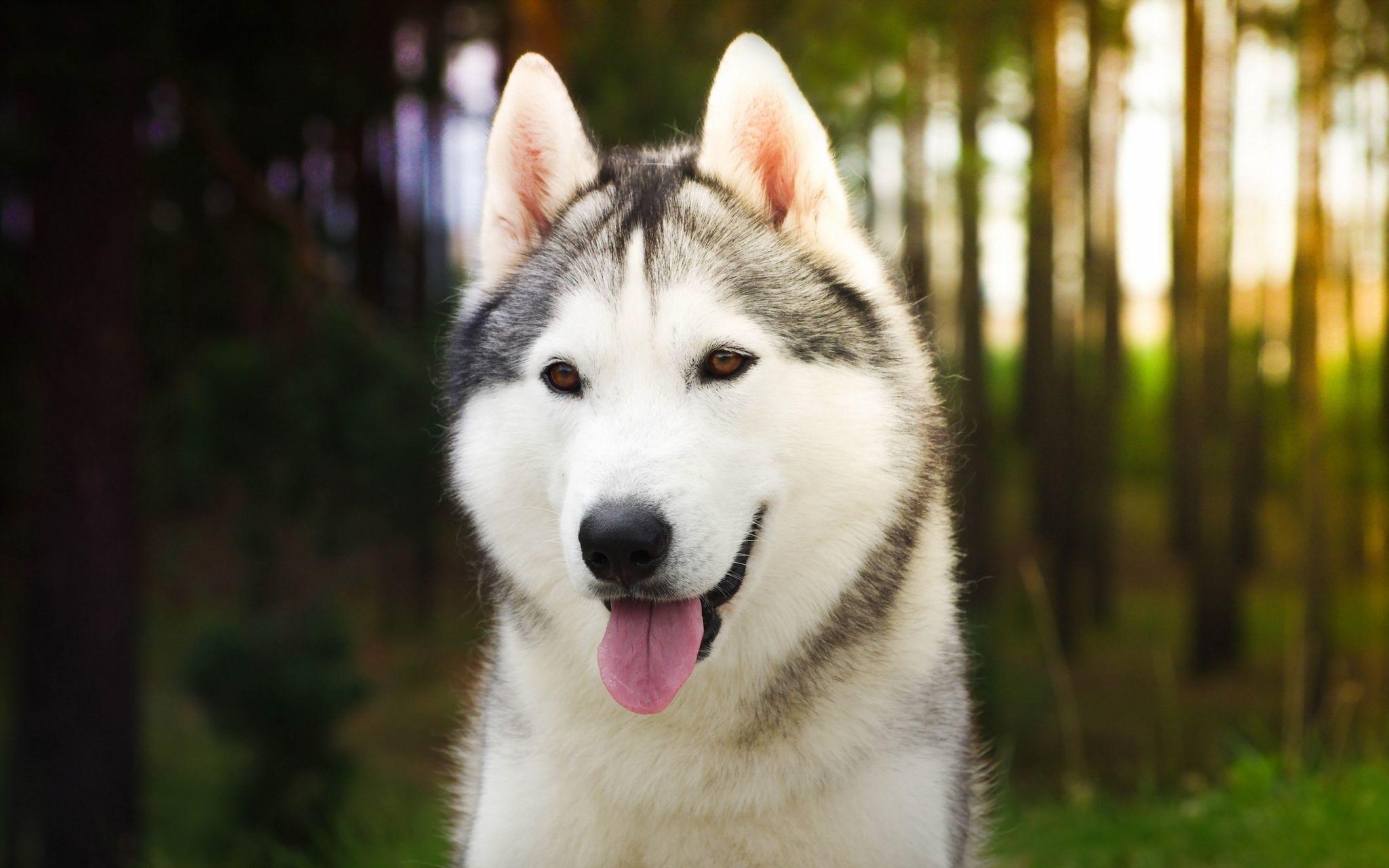 2048x1280 husky desktop wallpaper HD wallpaper