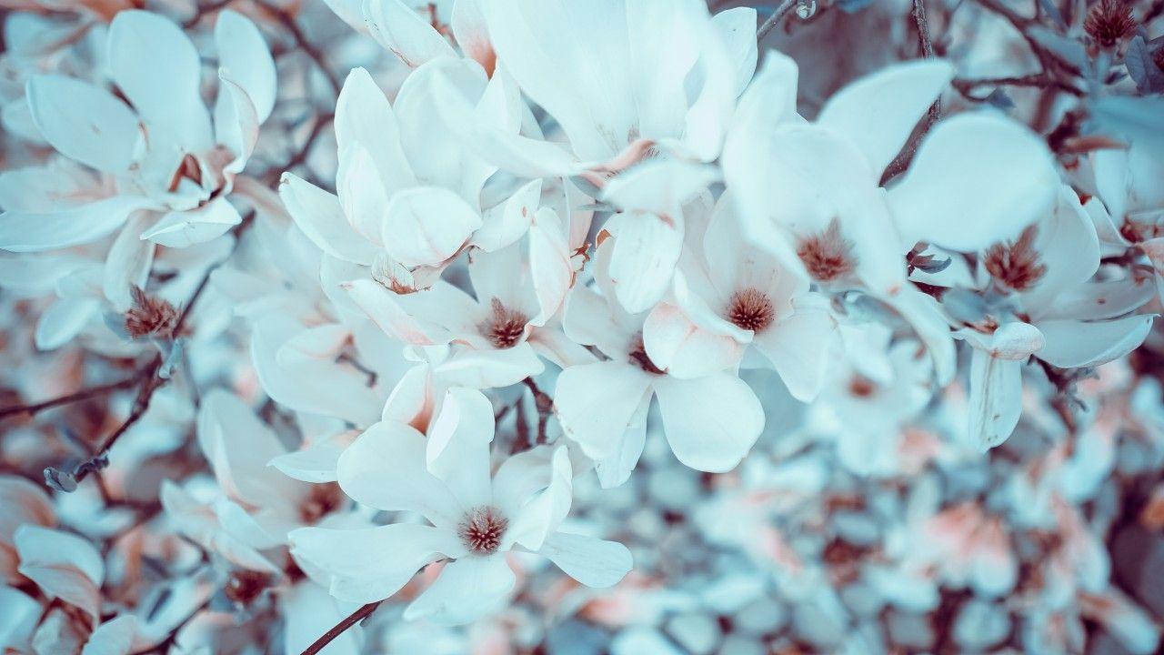 1280x720 Magnolia Flowers Bloom wallpaper. Magnolia Flowers Bloom
