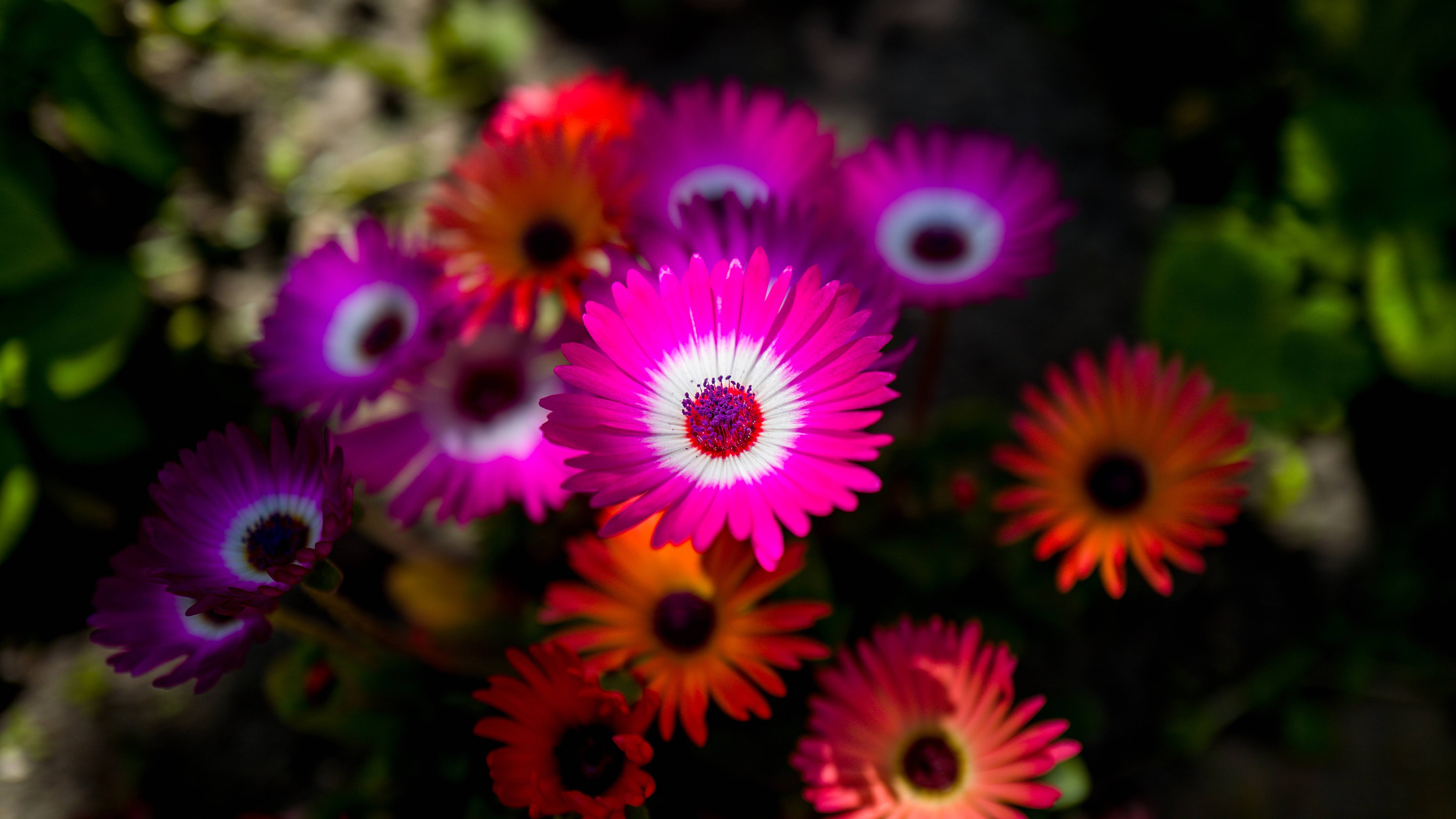 6000x3375 BloomHD Wallpaper