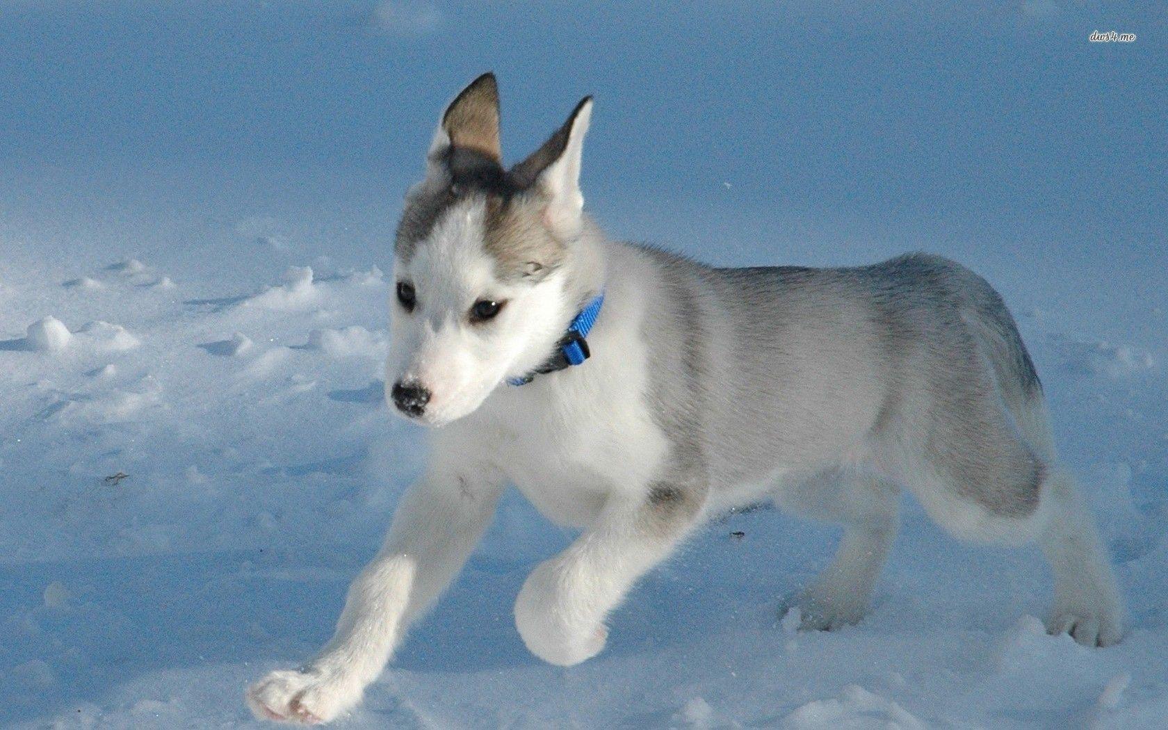1680x1050 Husky Puppies Wallpaper For Desktopkindofpets