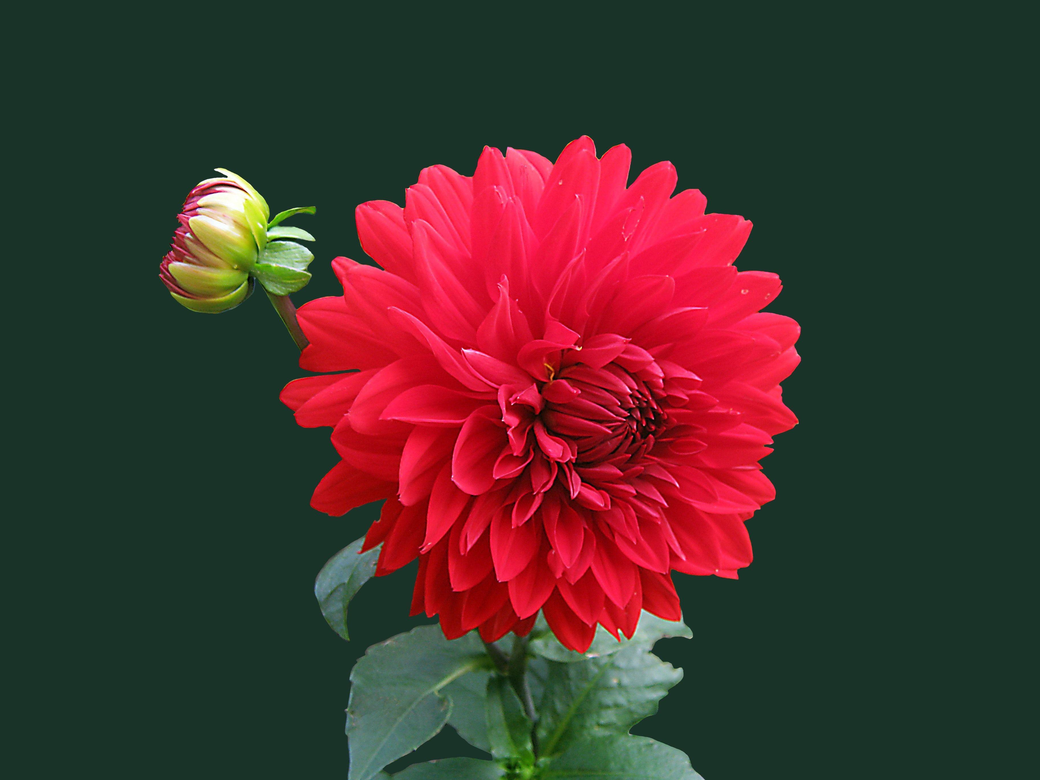 Dahlia Flower Wallpapers Top Free Dahlia Flower Backgrounds Wallpaperaccess