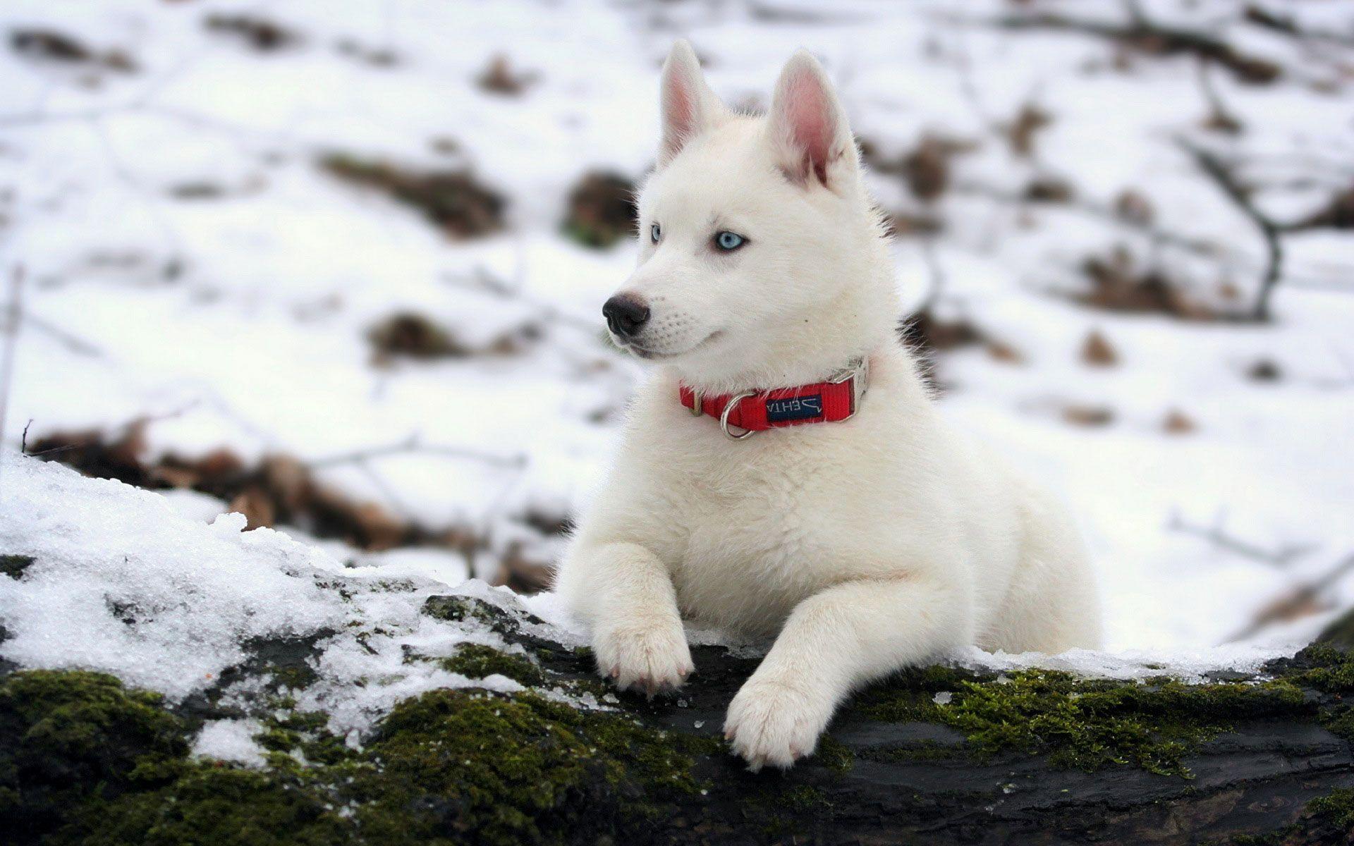 1920x1200 Beautiful White Husky wallpaperx1200
