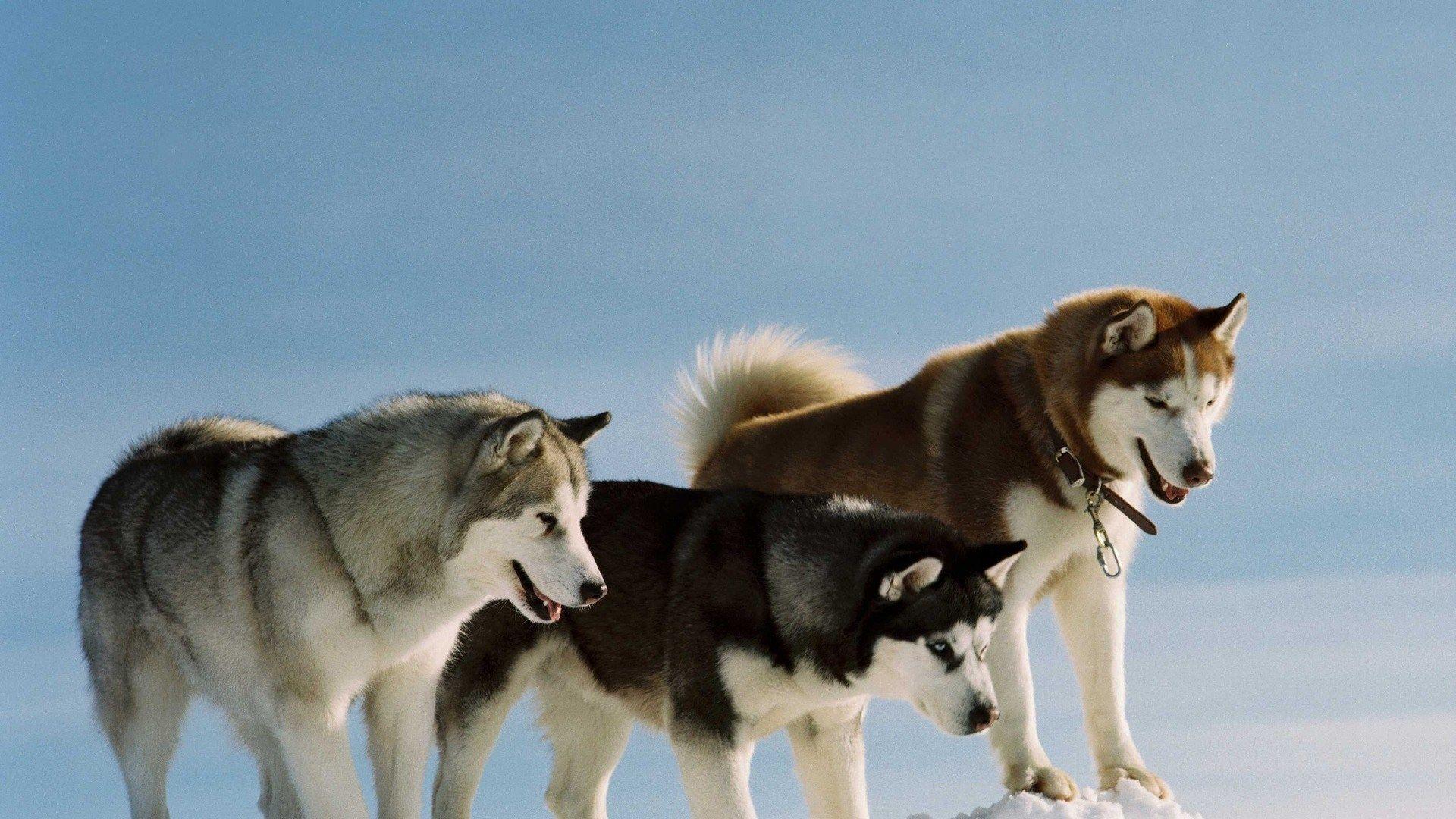 1920x1080 husky desktop wallpaper picture free