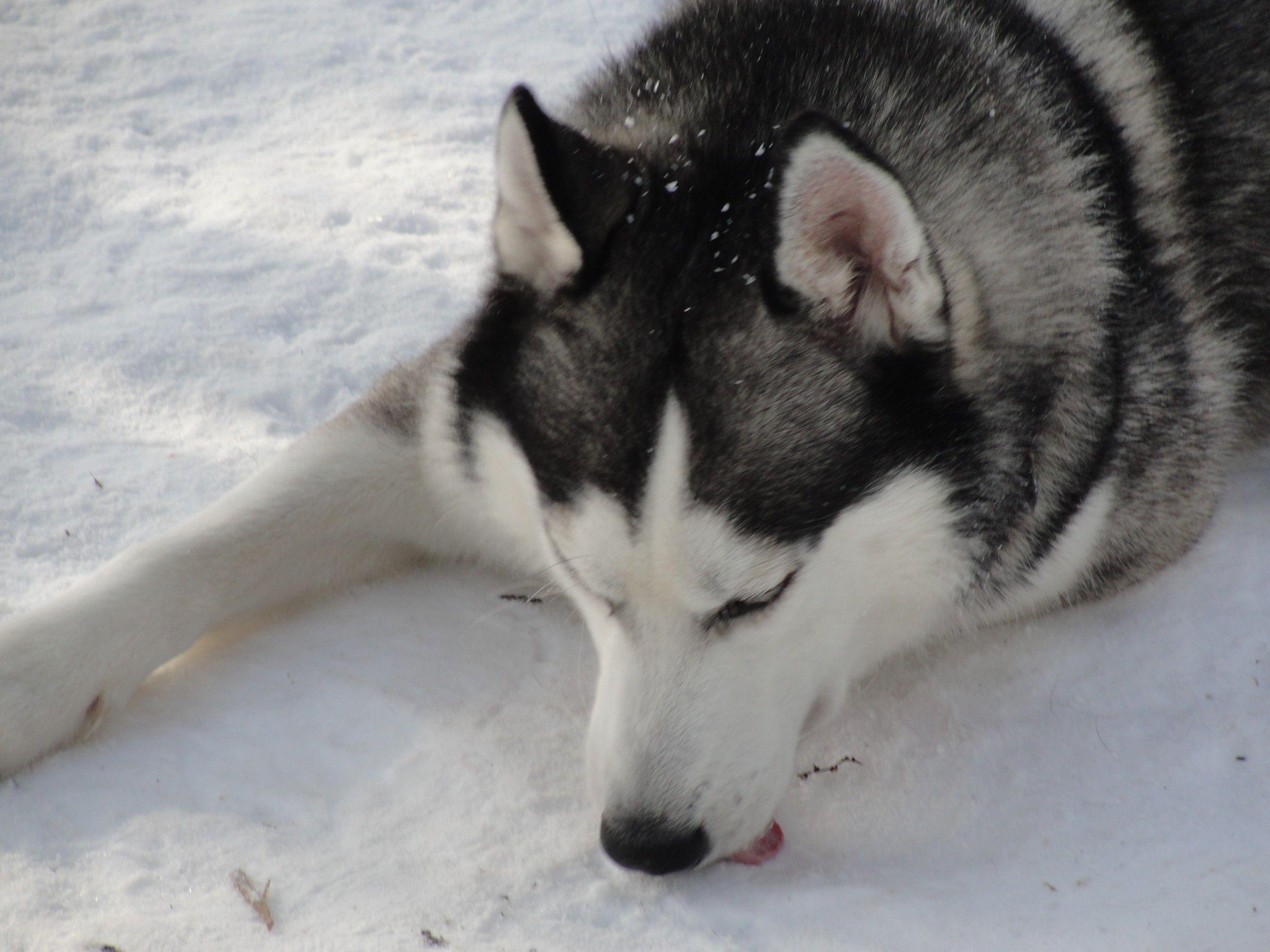 2592x1944 Dog: Dog Doggy Husky Desktop Wallpaper HD 16:9 High Definition 1080p