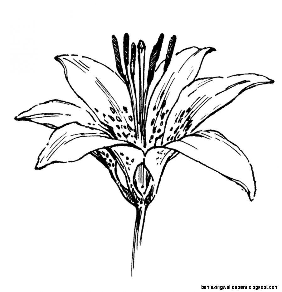 897x930 Lily Flower Drawing