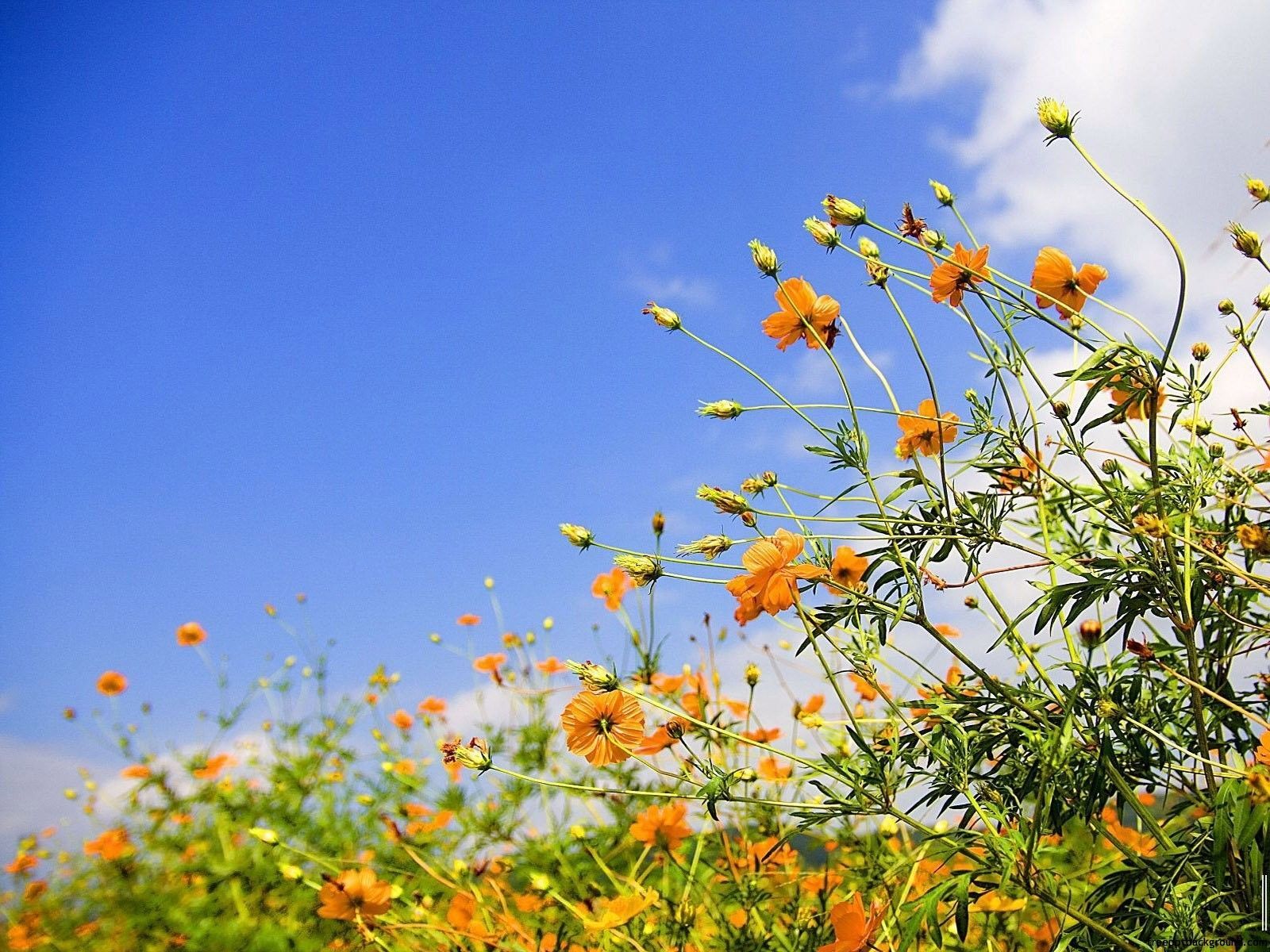 1600x1200 Spring Nature Template Background. Free PPT Background