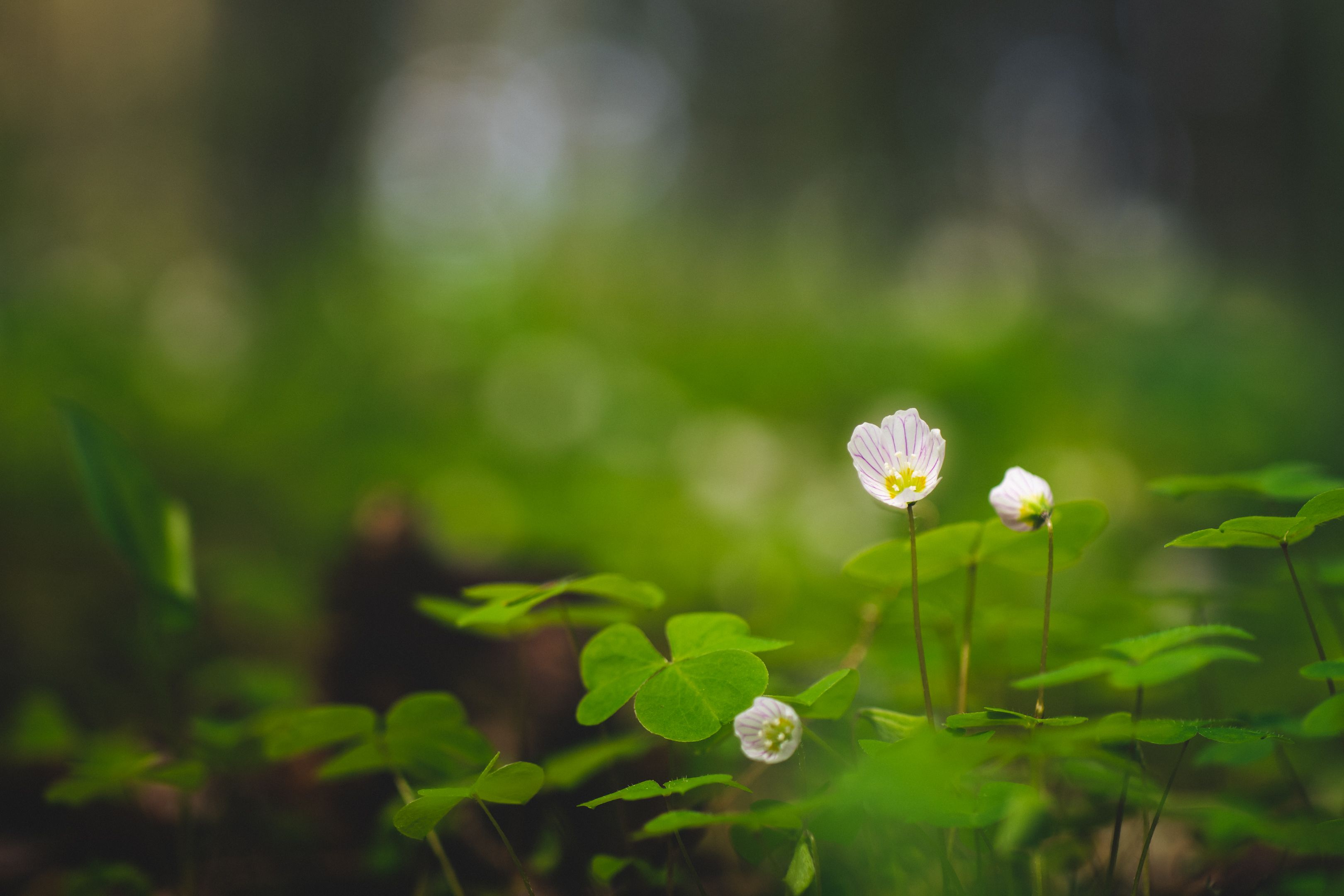 3240x2160 Download wallpaper 3240x2160 oxalis, petals, flowers leaves, blur HD background