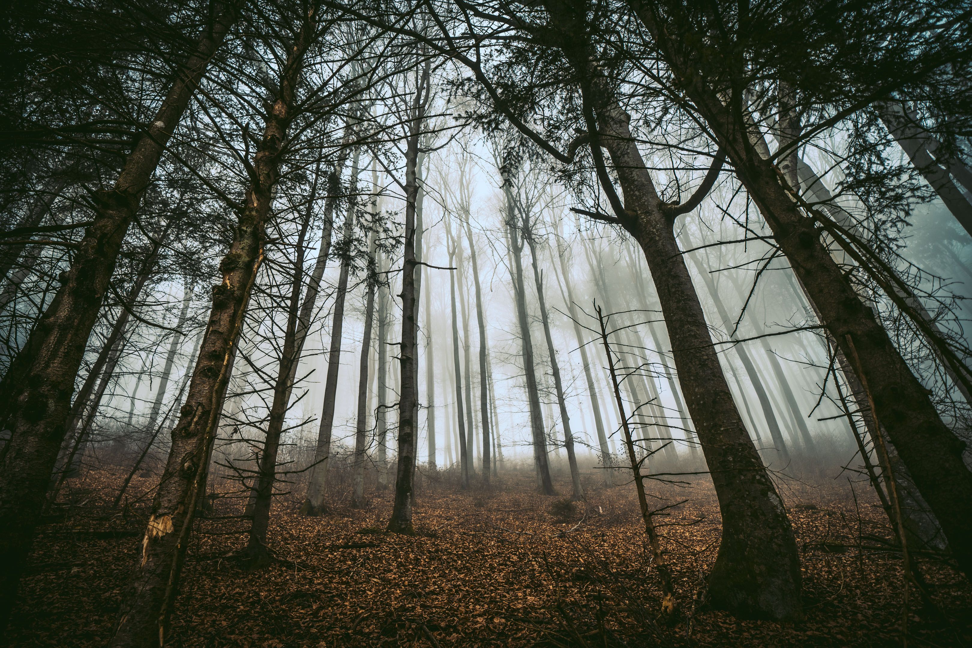 3240x2160 Download wallpaper 3240x2160 forest, trees, fog, trunks, fallen leaves HD background
