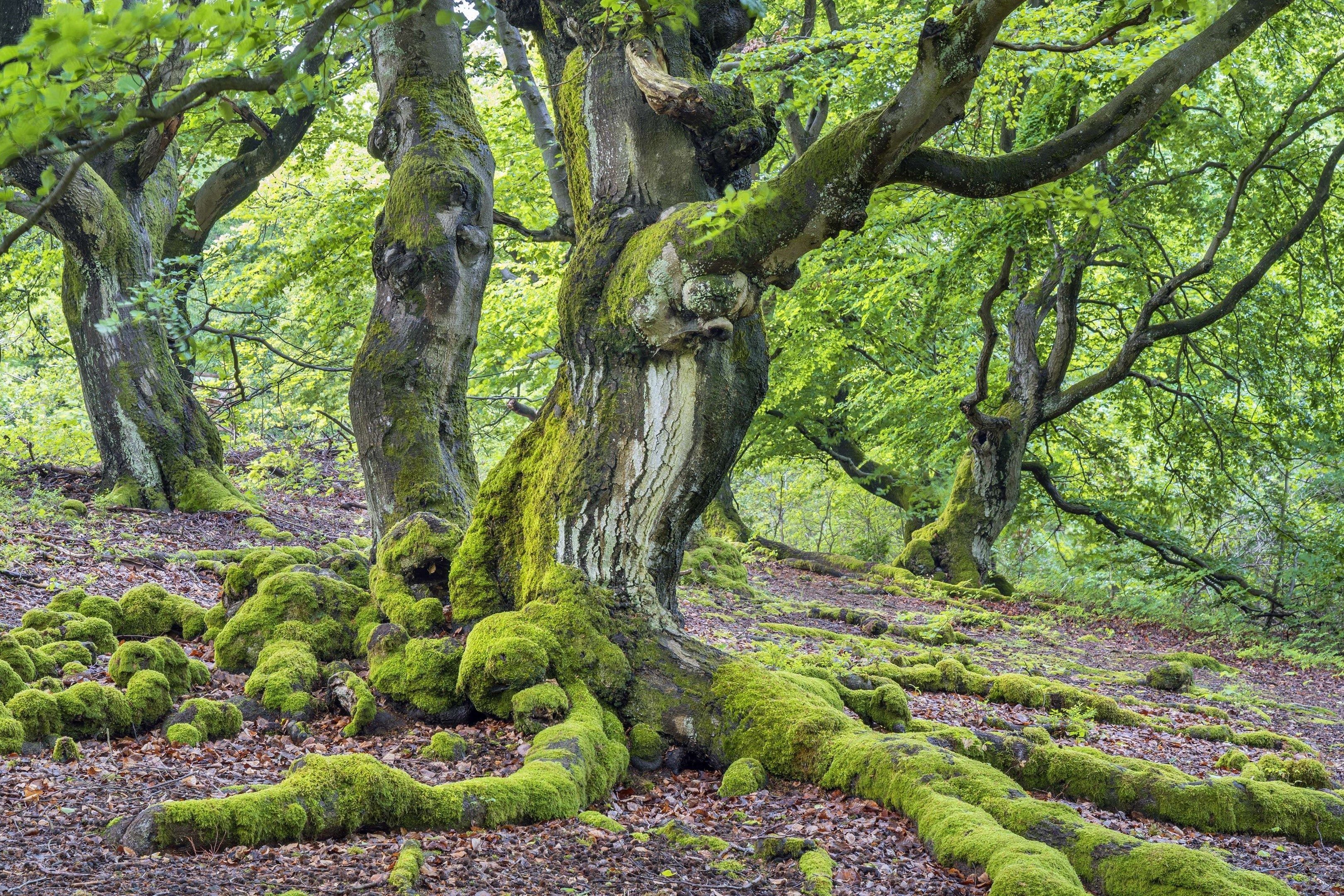 3240x2160 Beech Tree Wallpaper