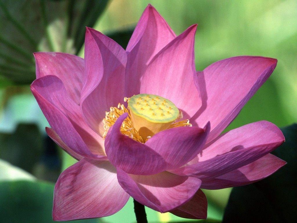 1024x768 Hindu Lotus Flower. 莲花/荷花桌面壁纸. Lotus flower wallpaper