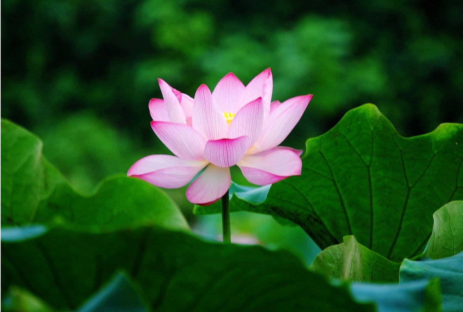 Hindu Lotus Wallpapers - Top Free Hindu Lotus Backgrounds - WallpaperAccess