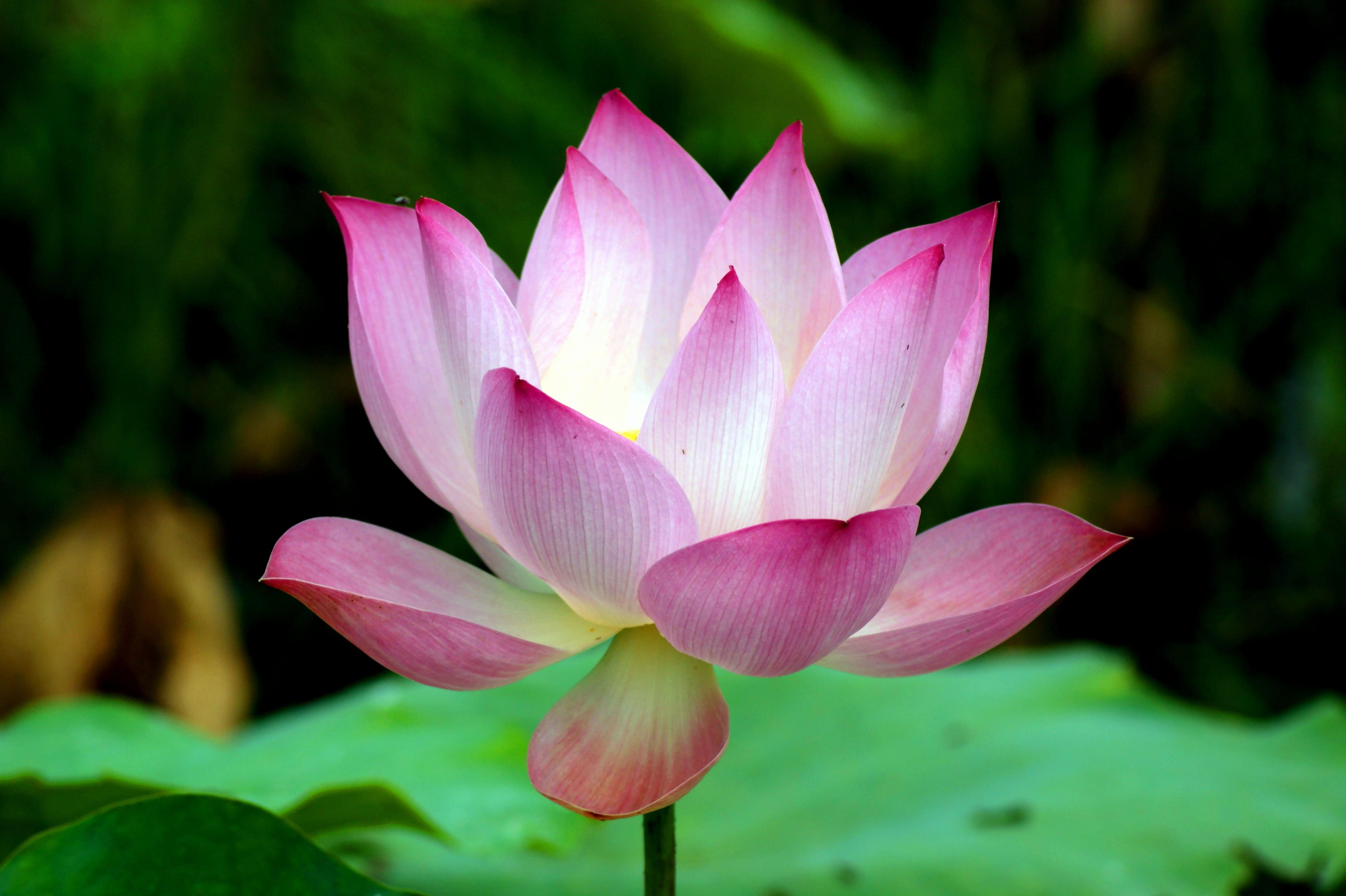 Hindu Lotus Wallpapers Top Free Hindu Lotus Backgrounds WallpaperAccess Hindu Lotus Wallpapers Top Free Hindu Lotus Backgrounds WallpaperAccess