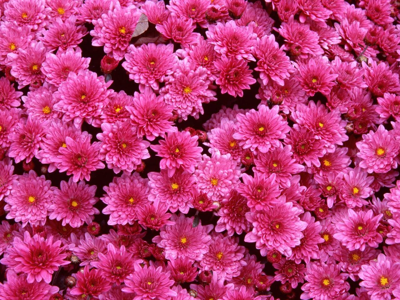 1280x960 Pretty Flowers Wallpaper