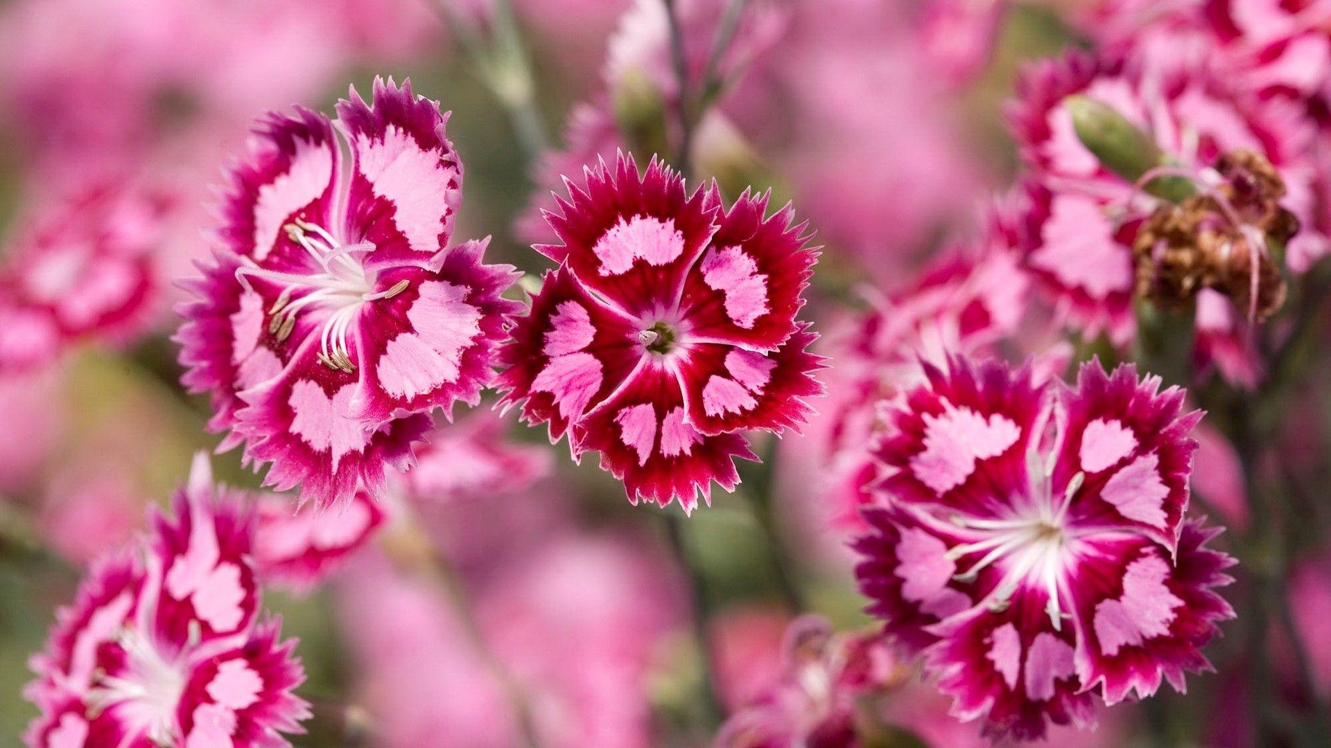 1920x1080 Beautiful Flowers Wallpaper For Desktop HD Group