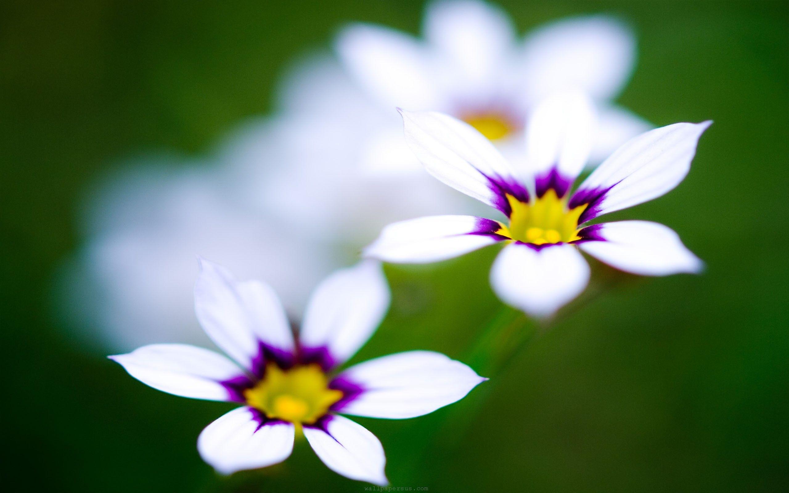 2560x1600 Cute Flowers Wallpaper