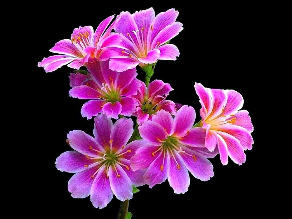 1024x768 Beautiful Flowers Wallpaper Free Download Desktop