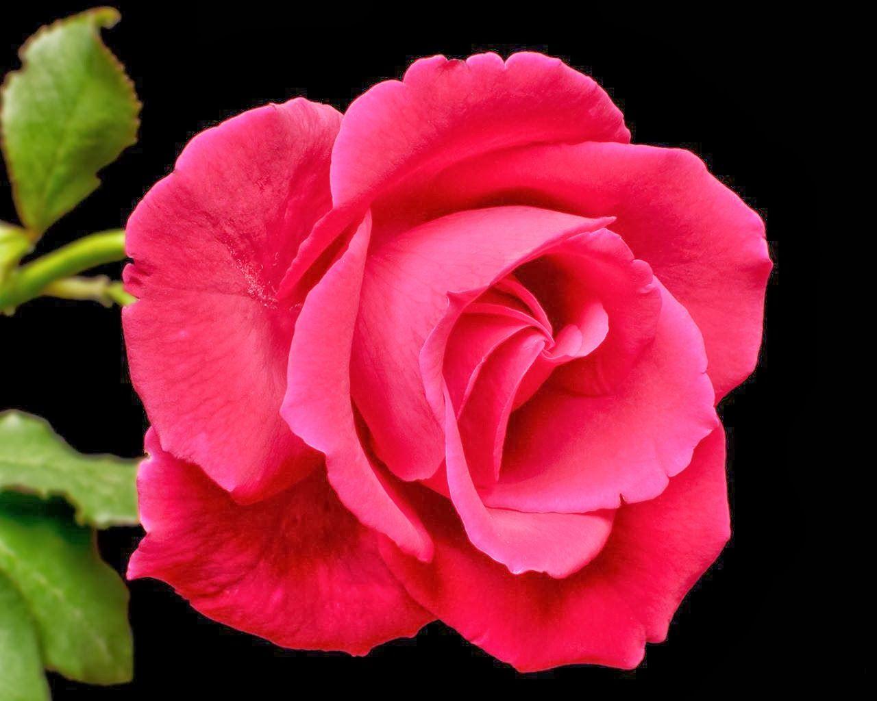 1280x1024 Pretty Roses Wallpaper Zscc5j7 0 12 Mb Nice Flowers