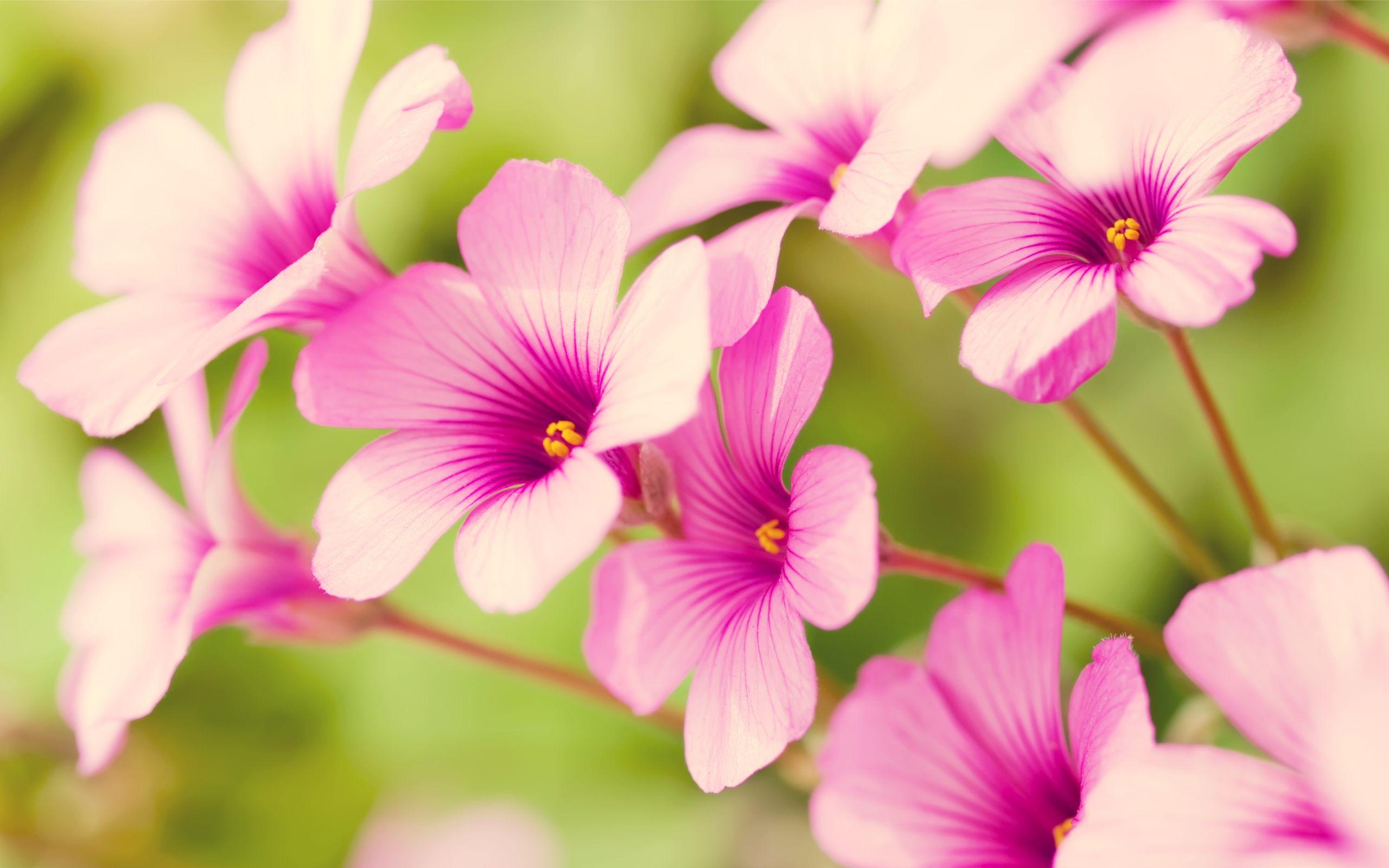 2560x1600 Pretty Flowers wallpaperx1600