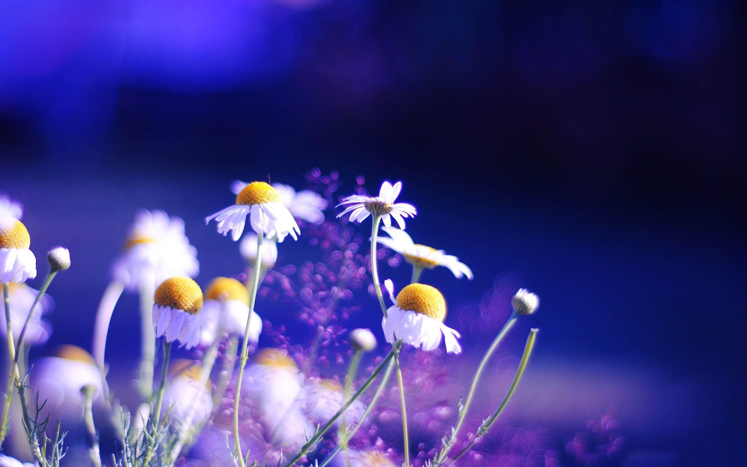 2560x1600 Nice Flowers Desktop Background: Pretty Flower Picture HD
