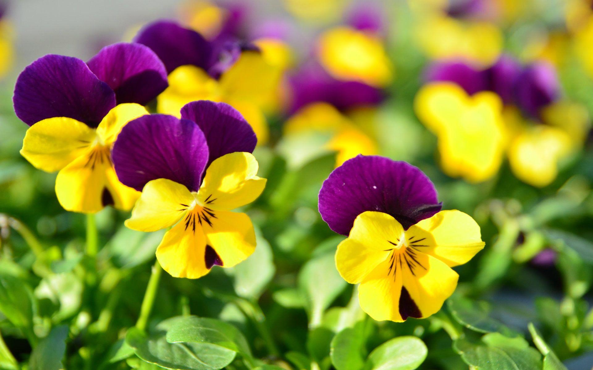 1920x1200 Flowers Wallpaper