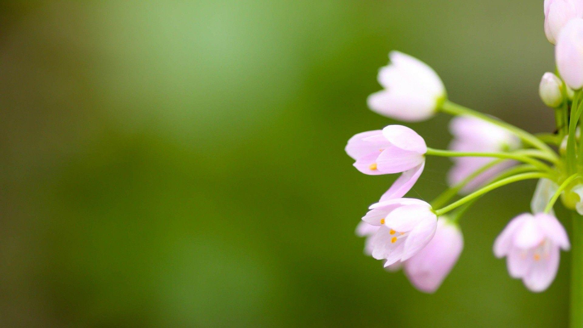 1920x1080 Beautiful Flowers Wallpaper Ã¢€“ Beautiful Flowers