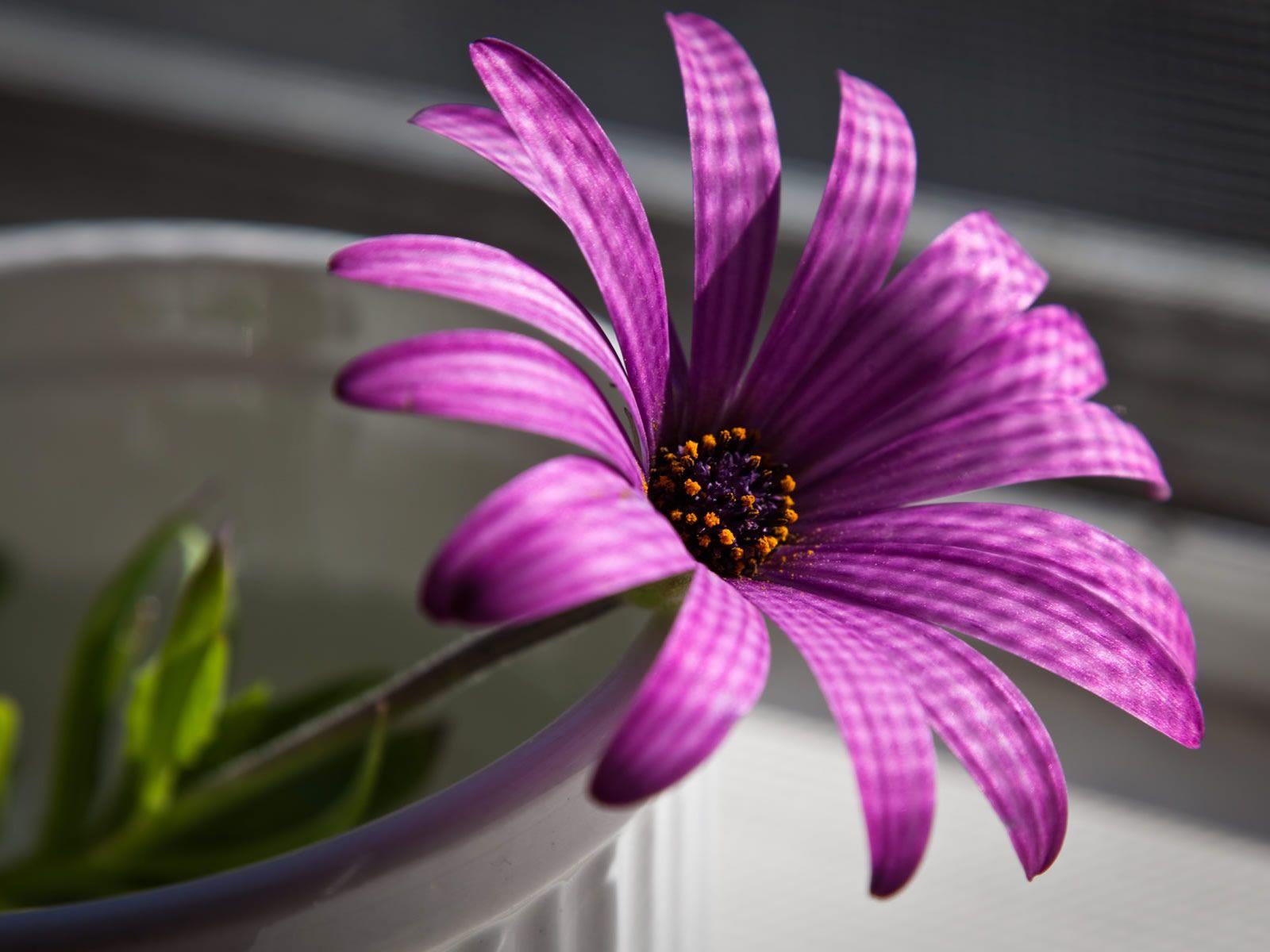 1600x1200 Free download flowers for flower lovers Desk top HD Beautiful