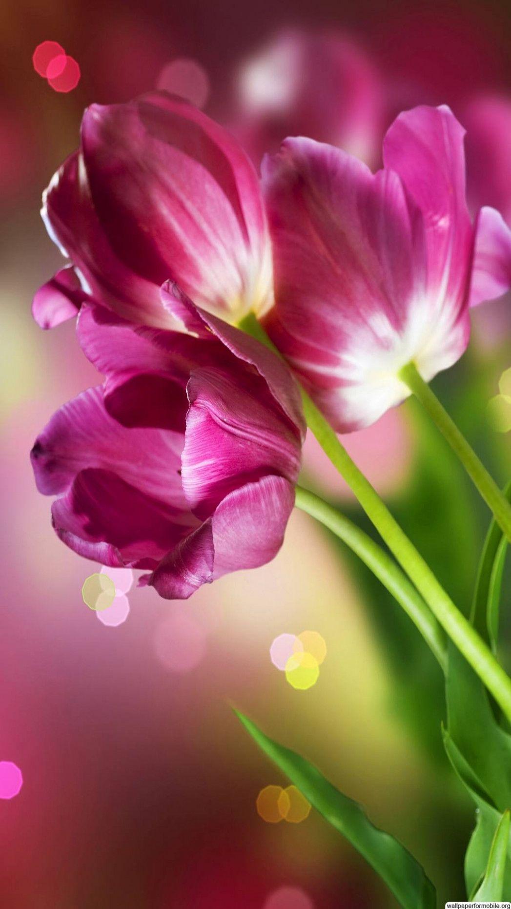 1047x1862 Beautiful Flowers Wallpaper For Mobile, Picture