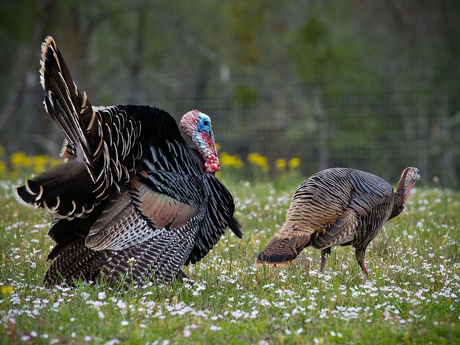 1600x1200 Turkey Wallpaper (24)