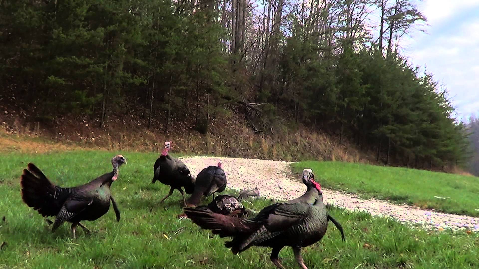 1920x1080 Unbelievable Turkey Hunt 2013 Triple Kill