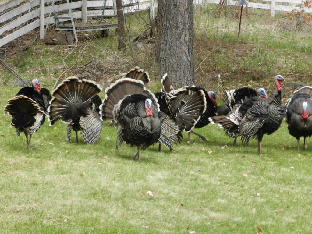 1024x768 Al Larson Photography A Gobble of Turkeys