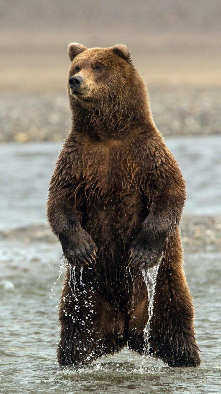 750x1334 PeekABoo Brown Bear F Bears Animals Background Wallpaper