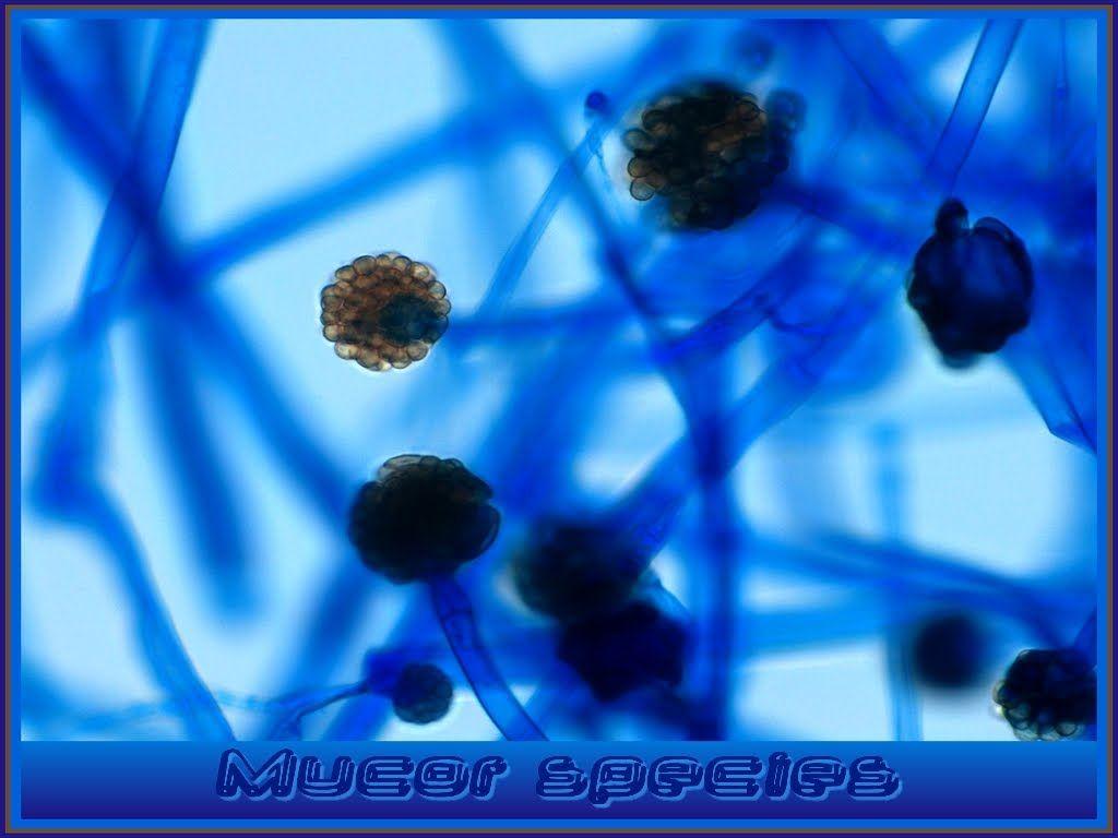 1024x768 Microbiology Wallpaper, image collections of wallpaper