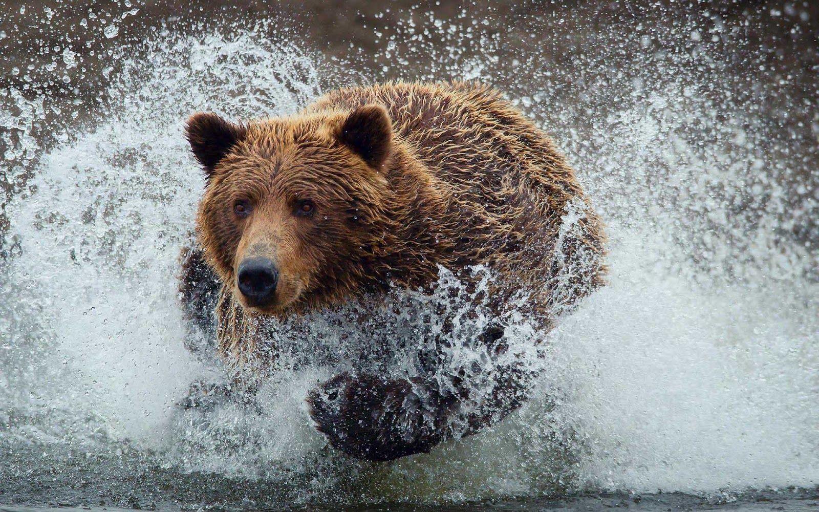1600x1000 Brown bear running through water. HD Animals Wallpaper