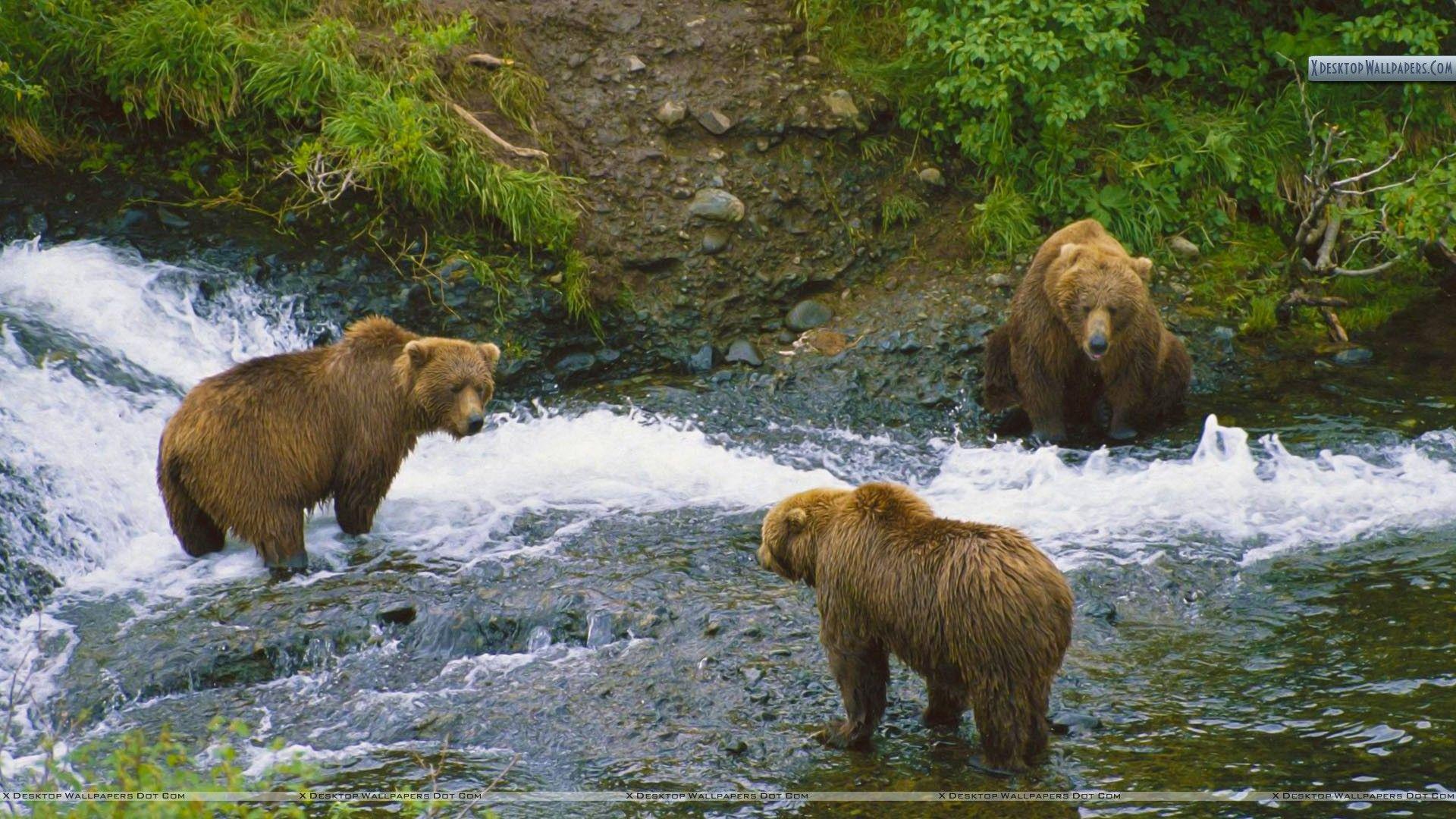 1920x1080 Alaskan Brown Bear Wallpaper. Alaskan Glacier Wallpaper, Alaskan Brown Bear Wallpaper and Alaskan Caribou Wallpaper