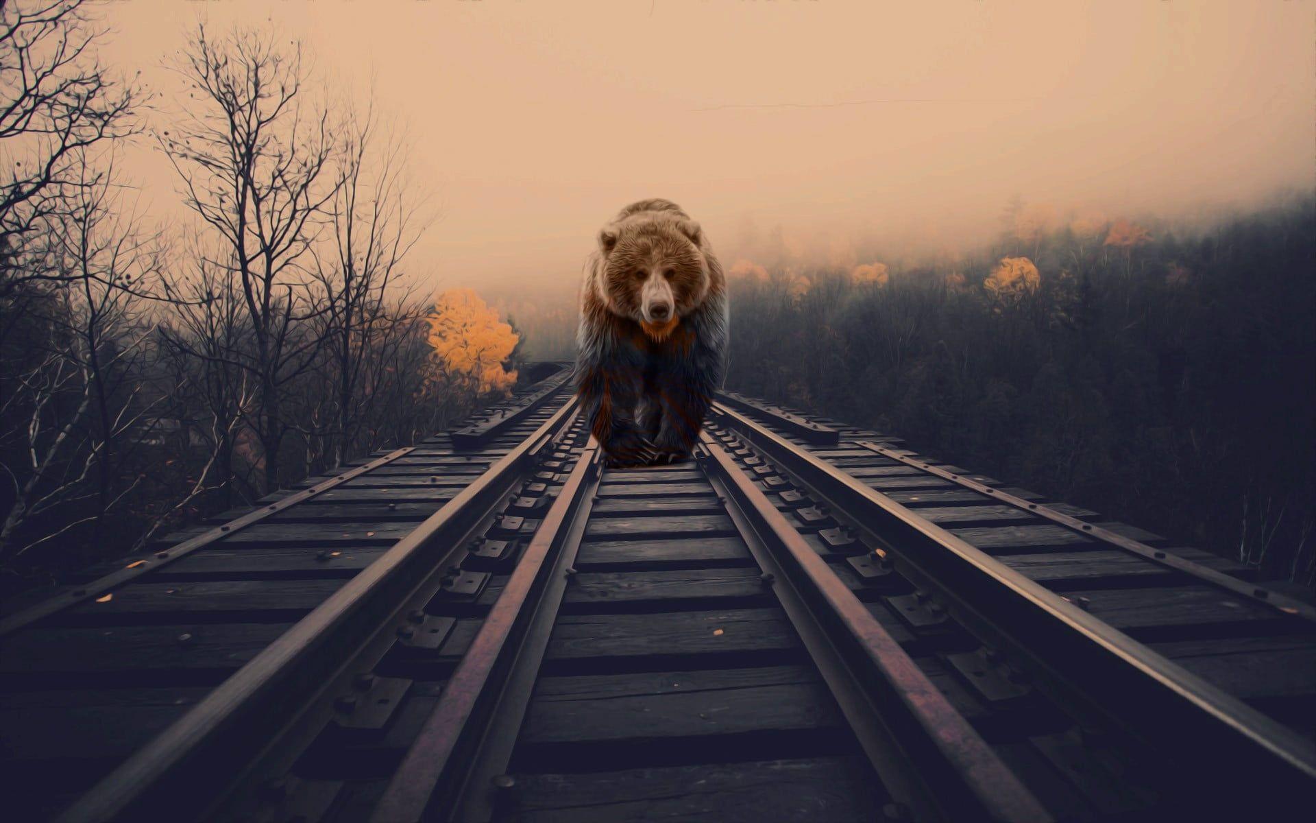 1920x1200 Brown bear wallpaper, bears, nature .