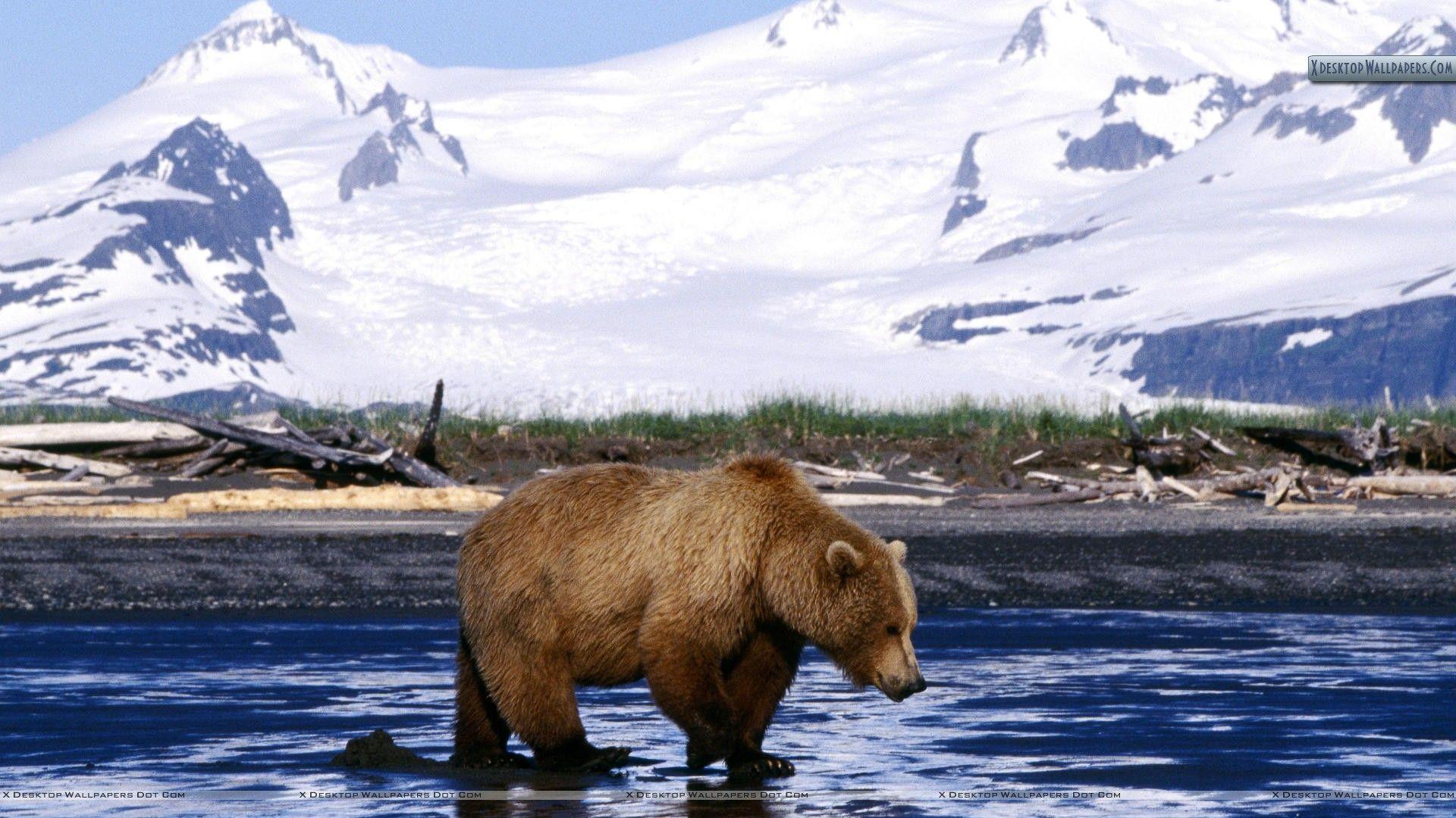 1920x1080 Brown Bear Wallpaper