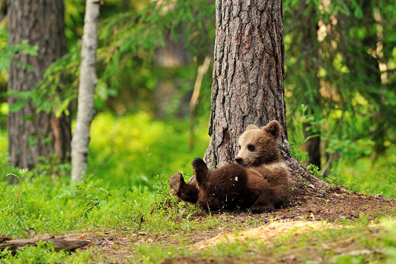 1280x853 Desktop Wallpaper Brown Bears Cubs Bears Trunk tree Animals